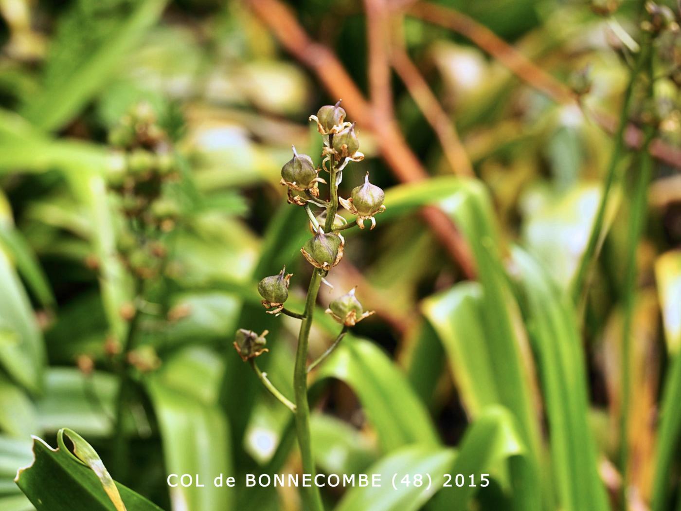 Squill, Pyrennean fruit